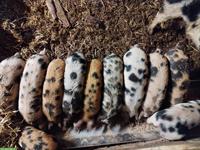 Turopolje Ferkel zu verkaufen