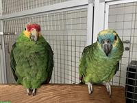 Amazonen Papageien suchen neues Zuhause