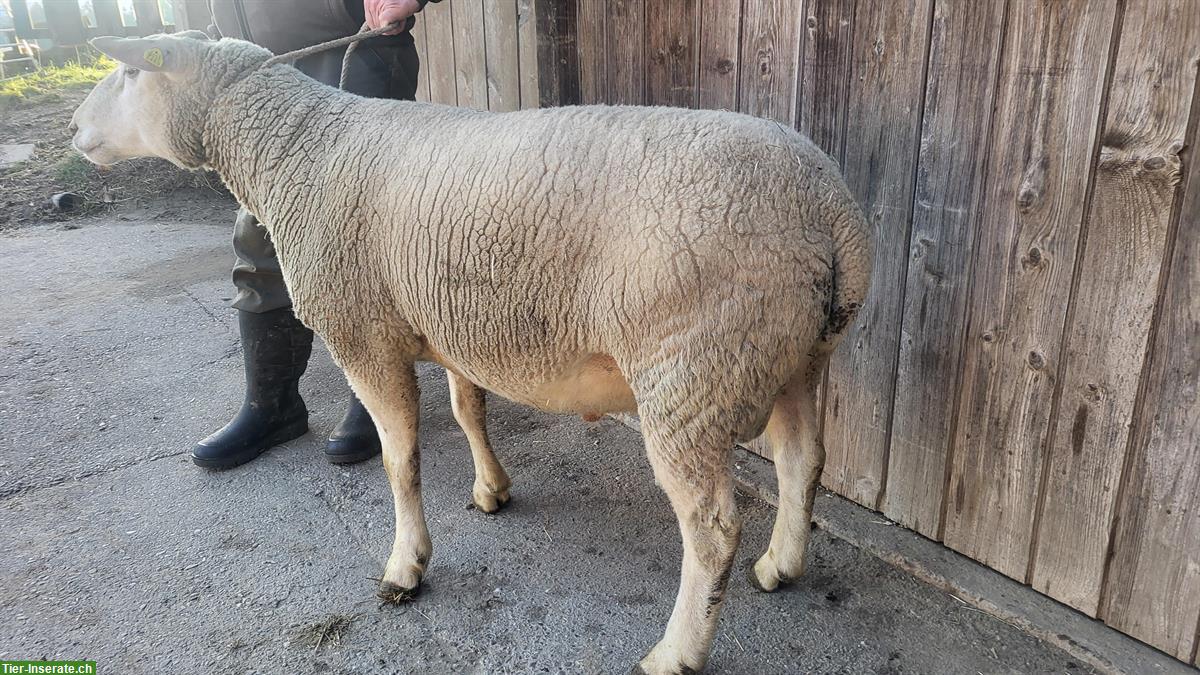 Schafbock 2-jährig zu verkaufen