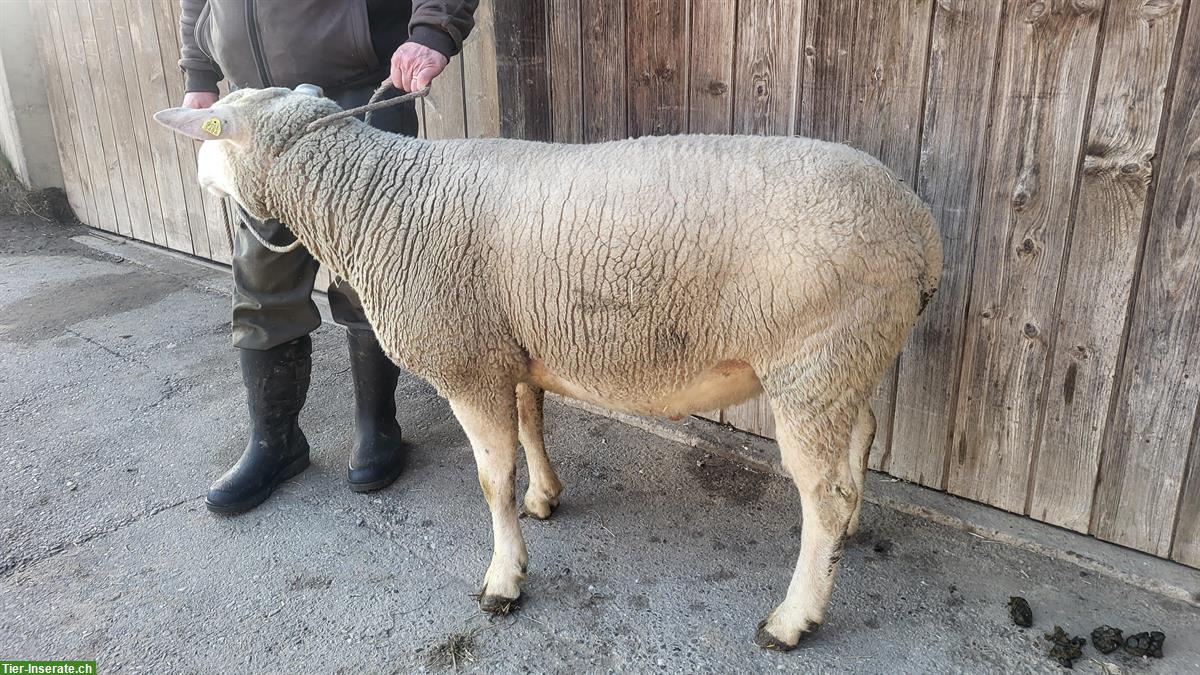 Bild 2: Schafbock 2-jährig zu verkaufen