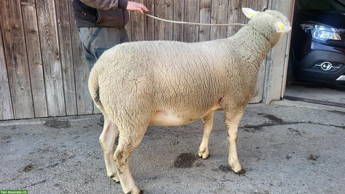 Bild 3: Schafbock 2-jährig zu verkaufen