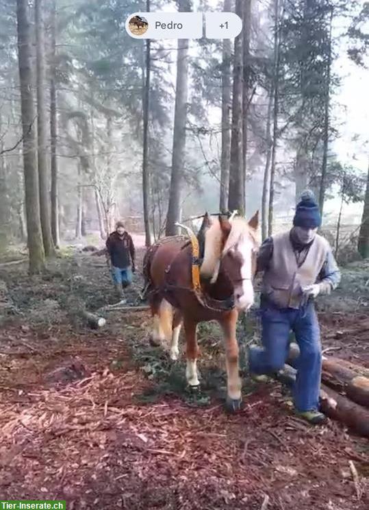 Bild 2: Delfin-Horsetraining - Gewaltfreie Pferde-Ausbildung (Bodenarbeit)