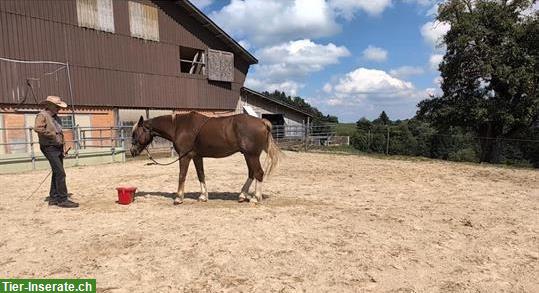 Bild 4: Delfin-Horsetraining - Gewaltfreie Pferde-Ausbildung (Bodenarbeit)
