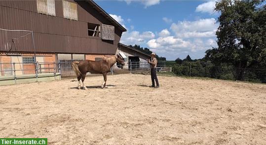 Bild 5: Delfin-Horsetraining - Gewaltfreie Pferde-Ausbildung (Bodenarbeit)