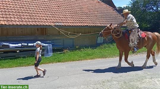 Bild 6: Delfin-Horsetraining - Gewaltfreie Pferde-Ausbildung (Bodenarbeit)