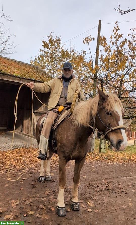 Bild 7: Delfin-Horsetraining - Gewaltfreie Pferde-Ausbildung (Bodenarbeit)