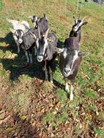 Bündner Strahlenziegen zu verkaufen