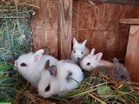 Junge Zwergkaninchen Löwenköpfchen