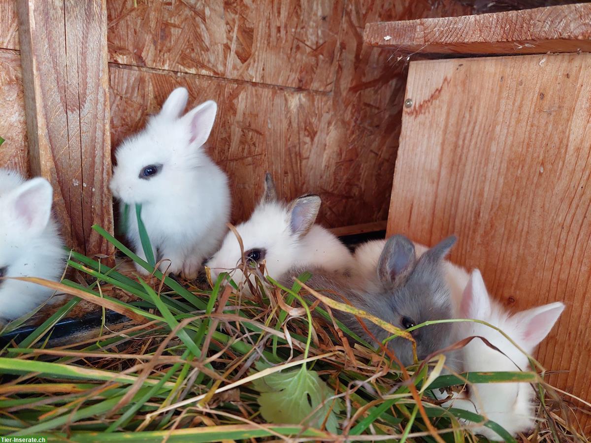 Bild 2: Junge Zwergkaninchen Löwenköpfchen