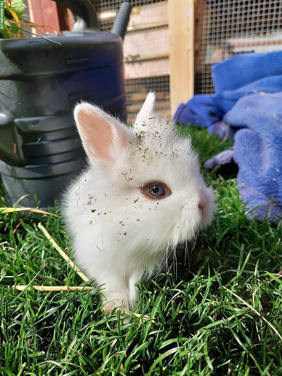 Bild 3: Junge Zwergkaninchen Löwenköpfchen