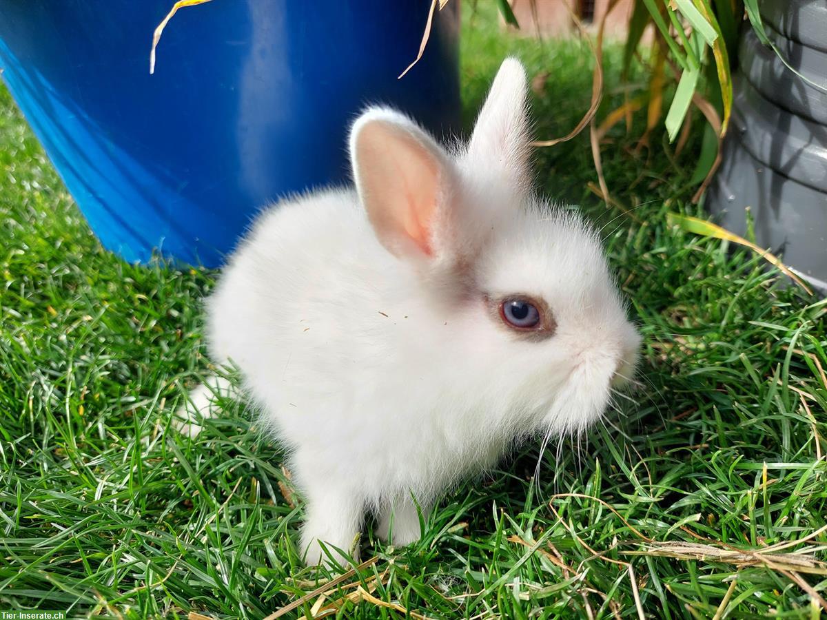 Bild 4: Junge Zwergkaninchen Löwenköpfchen