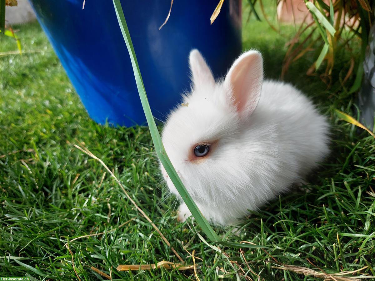 Bild 5: Junge Zwergkaninchen Löwenköpfchen
