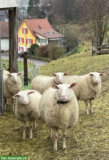 Umweltbildungs-Schafherde zu verkaufen, Ostfriesische Milchschafe
