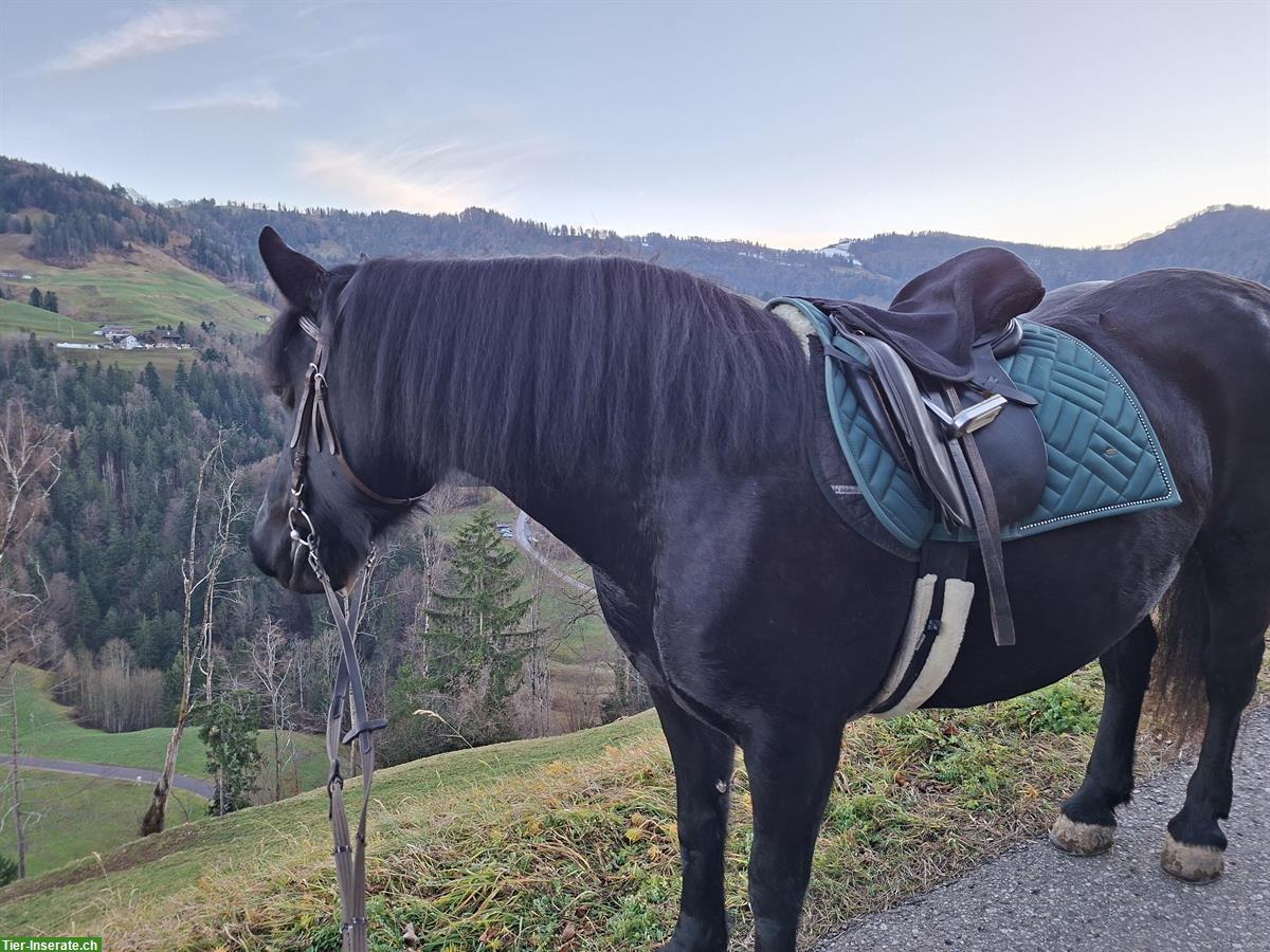 Reitbeteiligung in Libingen SG für Mérens Stute