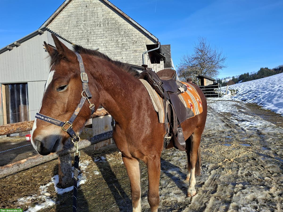Bild 2: Reitbeteiligung in Libingen SG für Mérens Stute