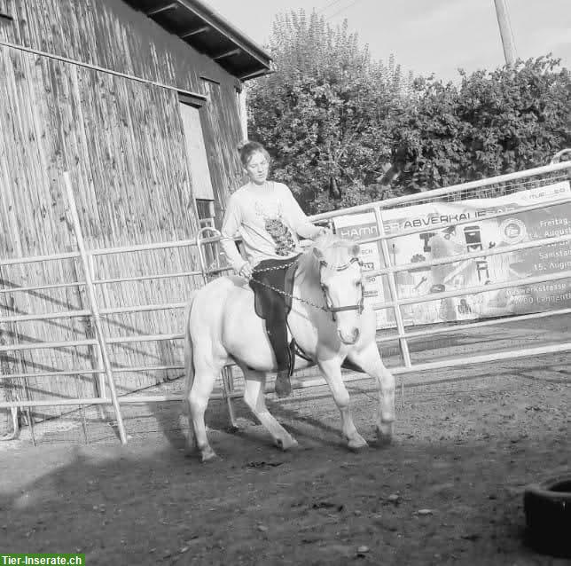 Welsh Pony Wallach (2011) sucht Wallachgruppe