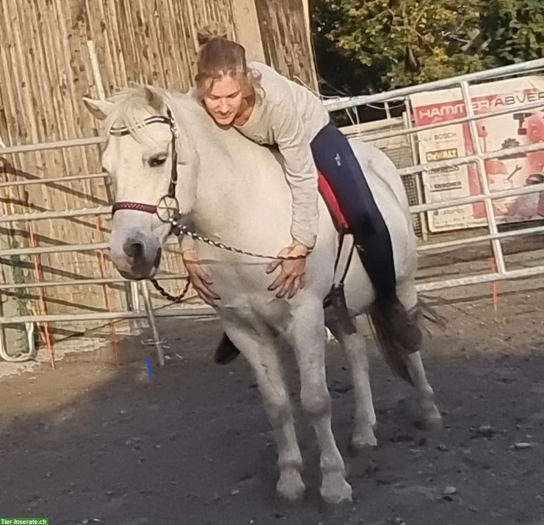 Bild 2: Welsh Pony Wallach (2011) sucht Wallachgruppe