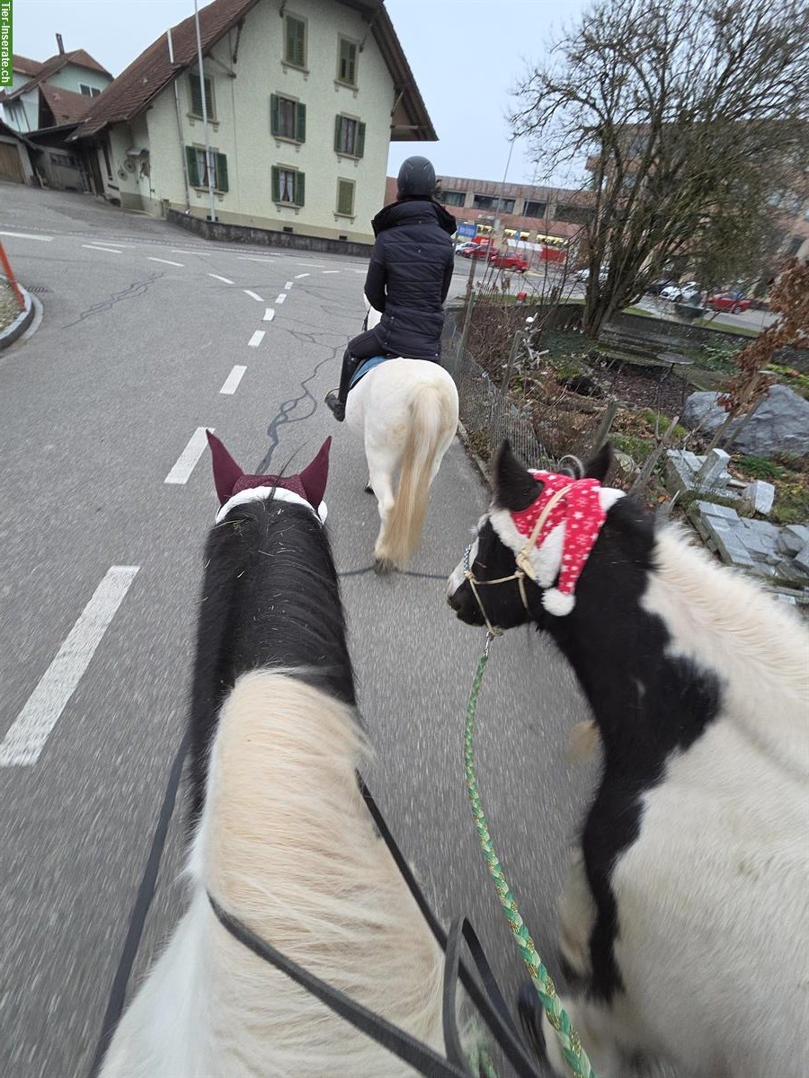 Bild 3: Welsh Pony Wallach (2011) sucht Wallachgruppe