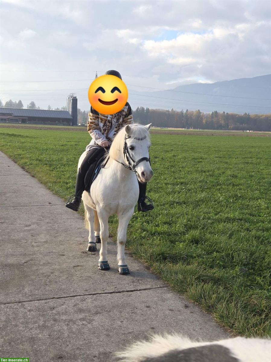 Bild 4: Welsh Pony Wallach (2011) sucht Wallachgruppe