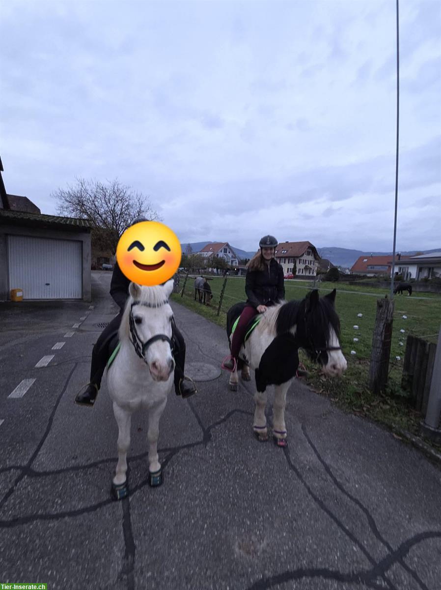 Bild 5: Welsh Pony Wallach (2011) sucht Wallachgruppe