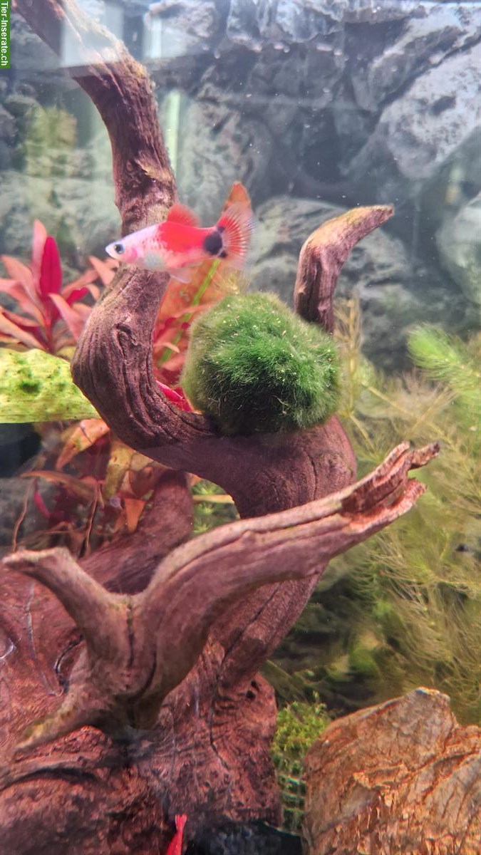 Platy Männchen gratis abzugeben