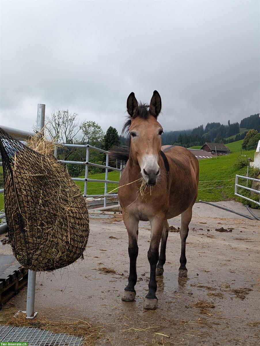 Tolle Maultierstute Luna (2015)