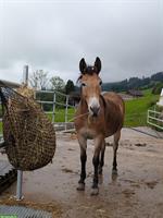 Tolle Maultierstute Luna (2015)