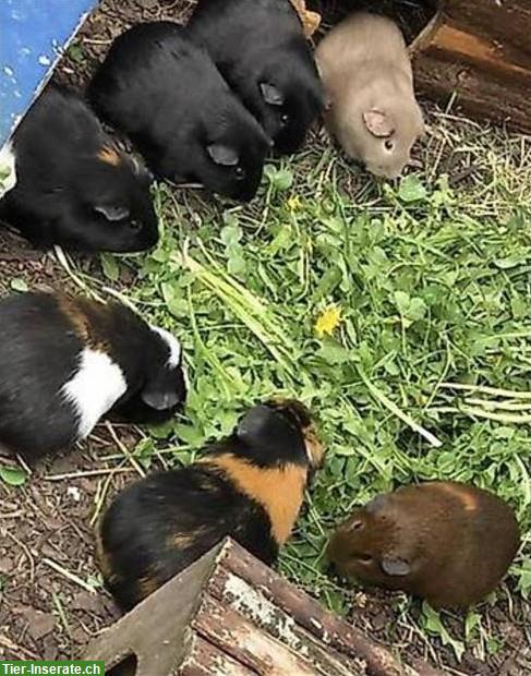 Meerschweinchen Auffangstation und Ferienplatz, Wohlen AG