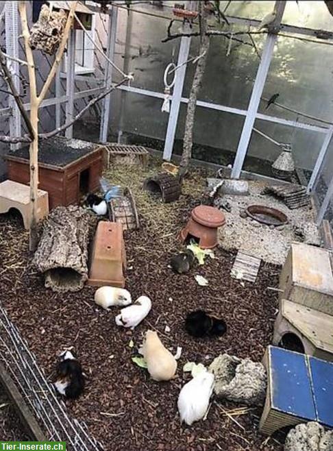 Bild 2: Meerschweinchen Auffangstation und Ferienplatz, Wohlen AG