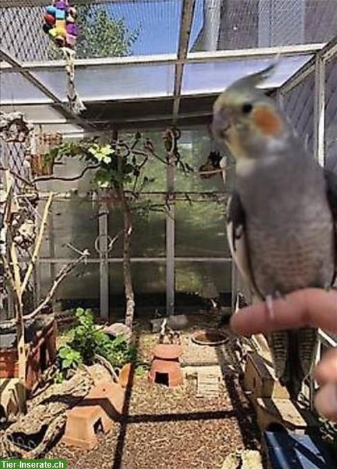 Bild 3: Meerschweinchen Auffangstation und Ferienplatz, Wohlen AG