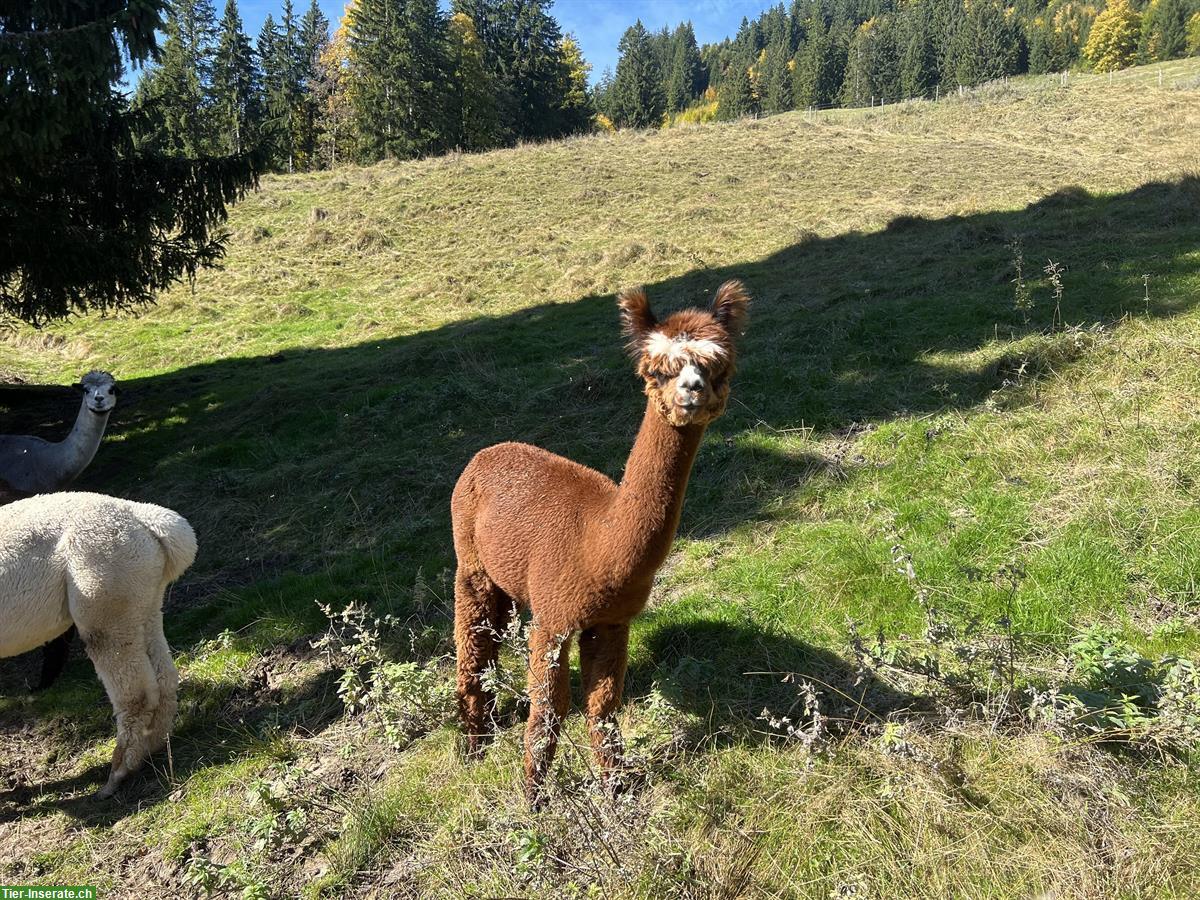 Alpaka Stuten (teils tragend) zu verkaufen