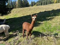 Alpaka Stuten (teils tragend) zu verkaufen