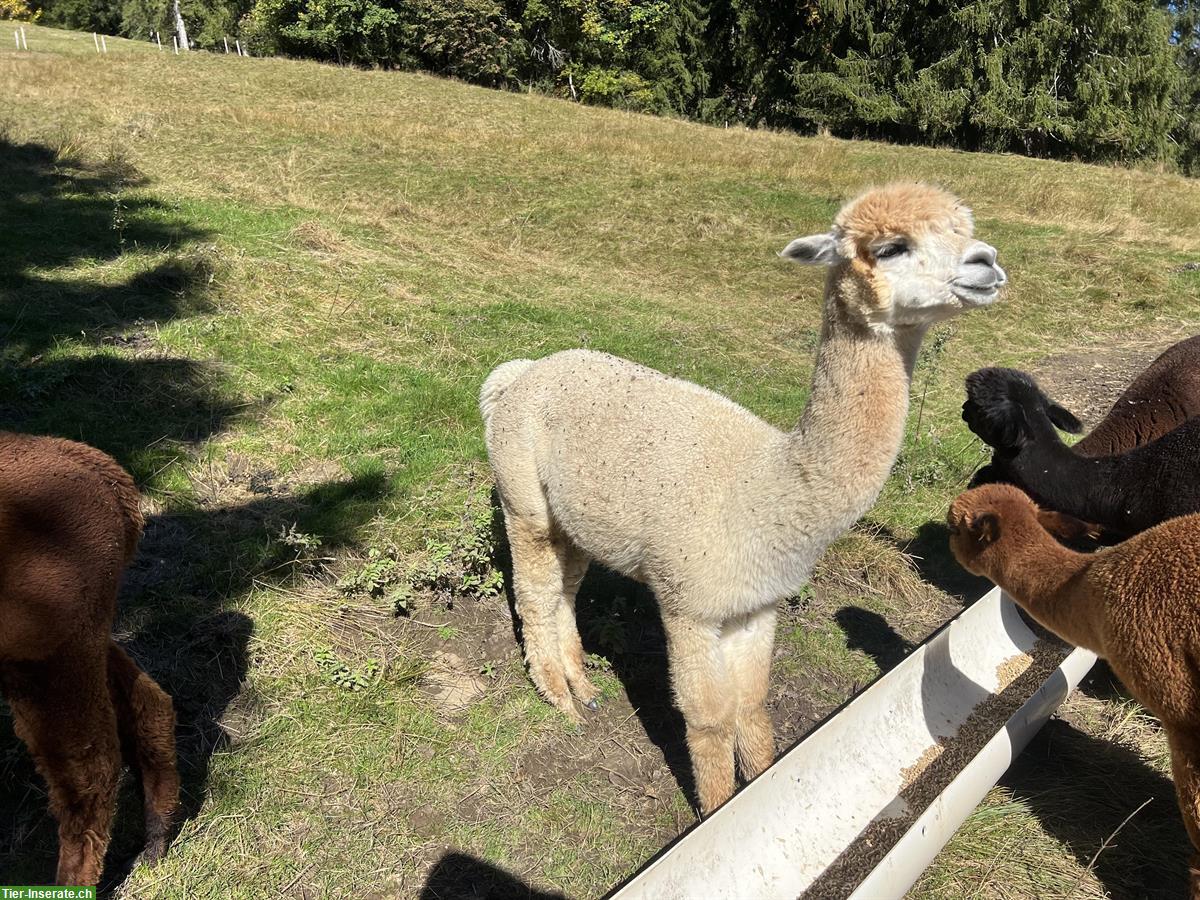 Bild 2: Alpaka Stuten (teils tragend) zu verkaufen
