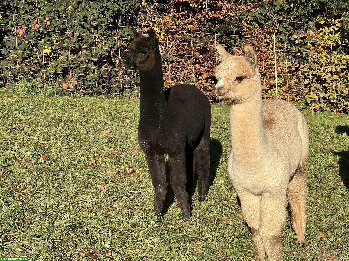 Bild 3: Alpaka Stuten (teils tragend) zu verkaufen