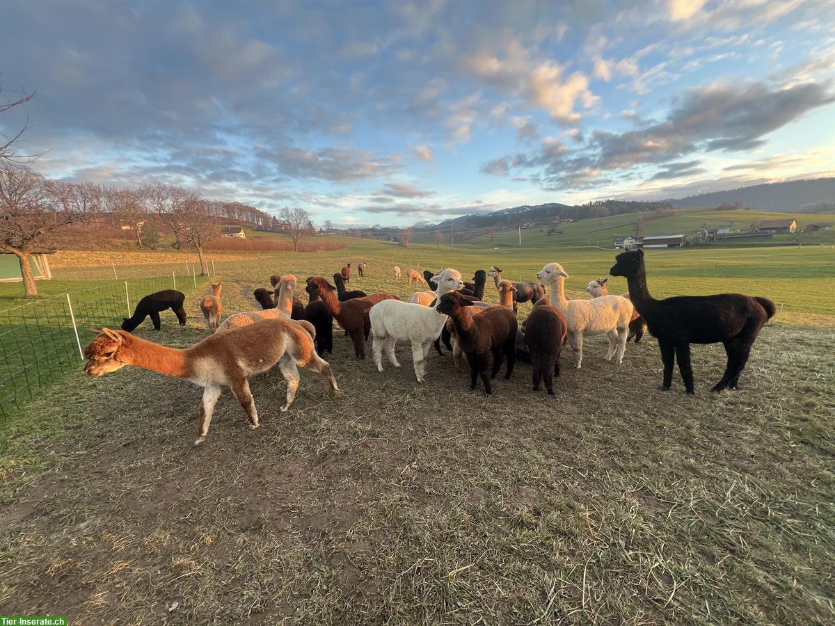 Bild 4: Alpaka Stuten (teils tragend) zu verkaufen