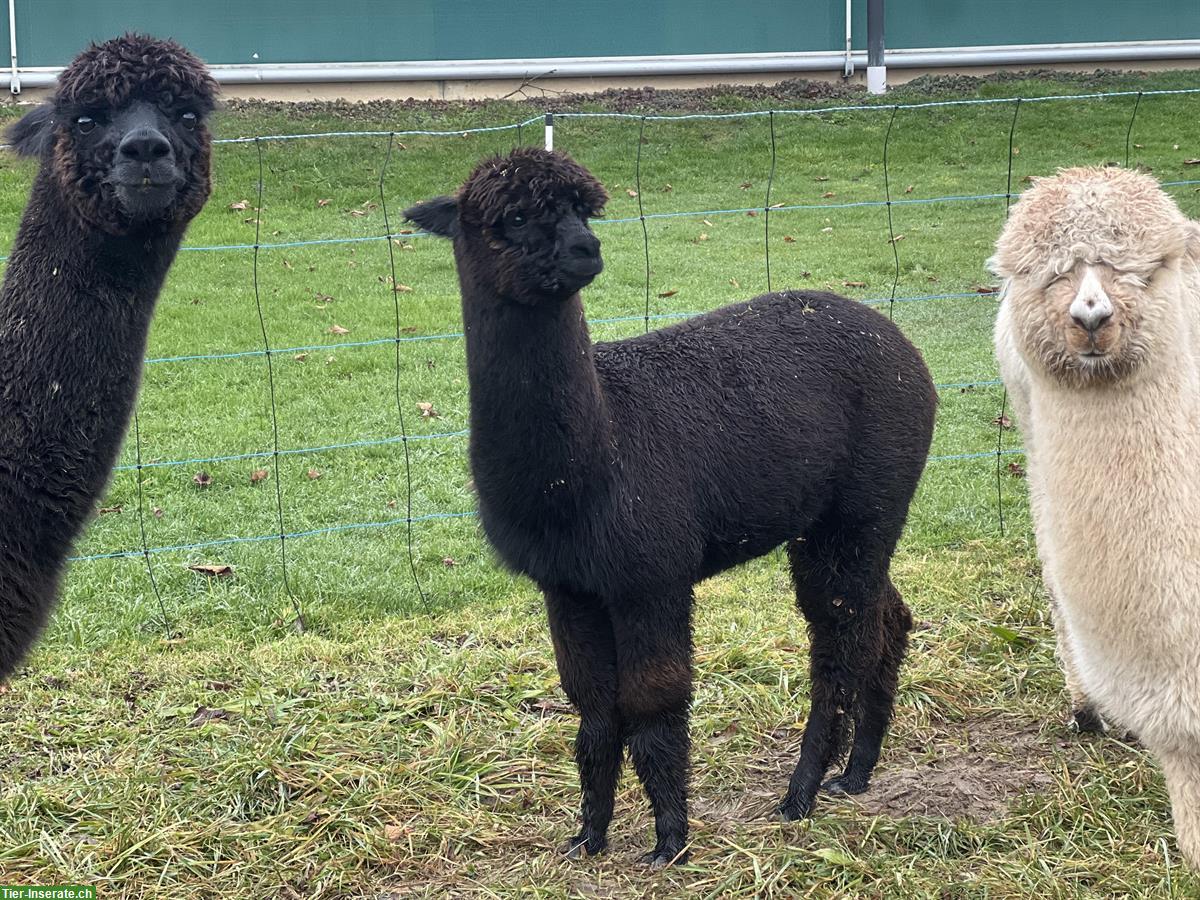 Bild 6: Verschiedene trächtige sowie junge Alpaka Stuten