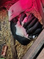 Süsse junge Minipigs abzugeben