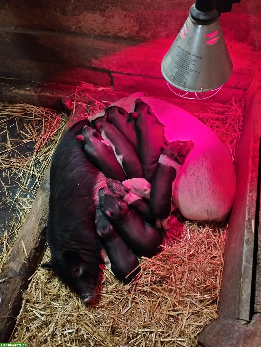 Bild 2: Süsse junge Minipigs abzugeben