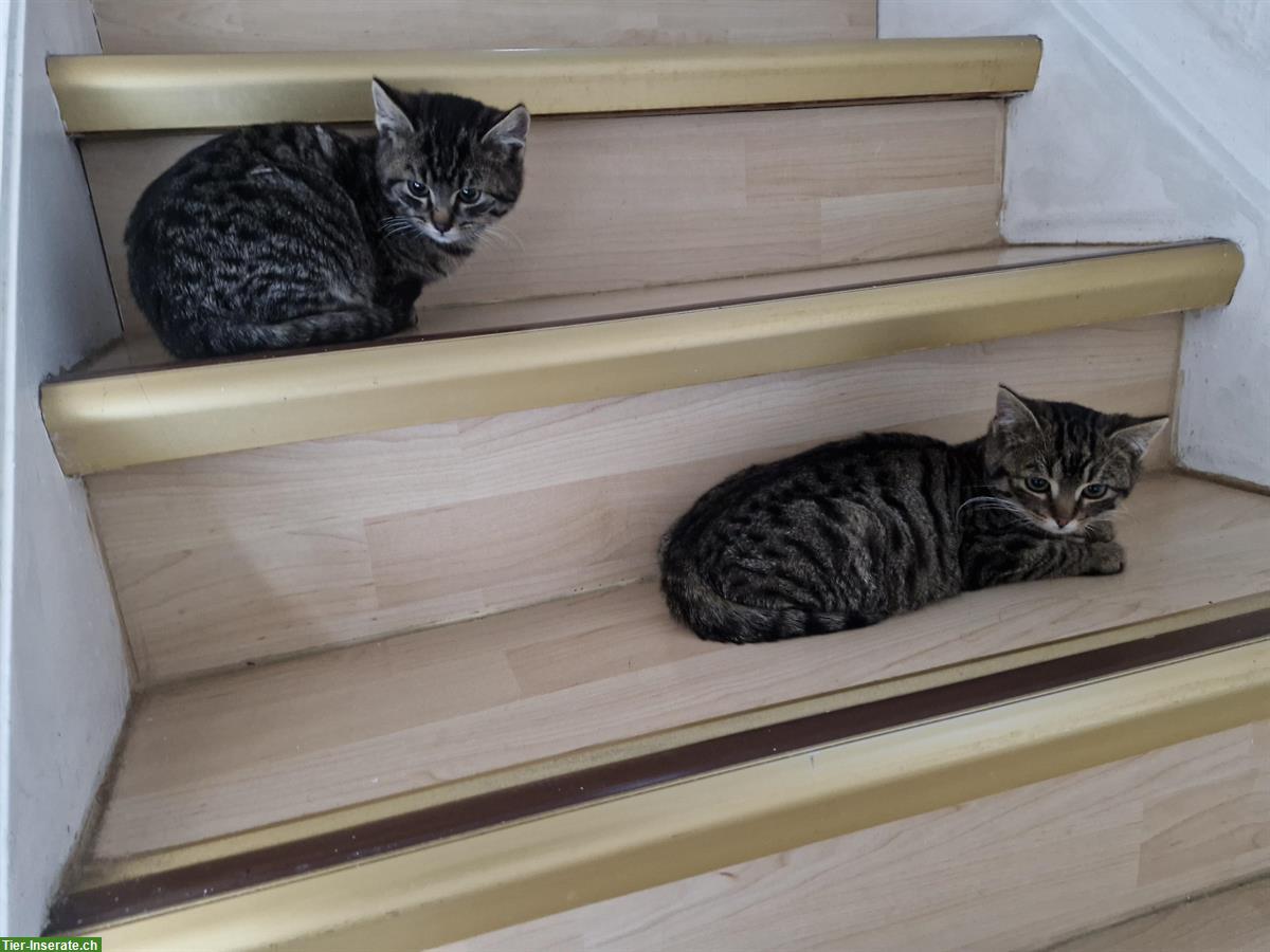 Junge Katzen, Mischlinge zu verkaufen