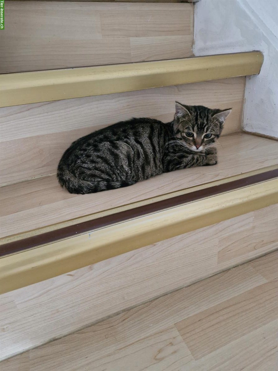 Bild 2: Junge Katzen, Mischlinge zu verkaufen