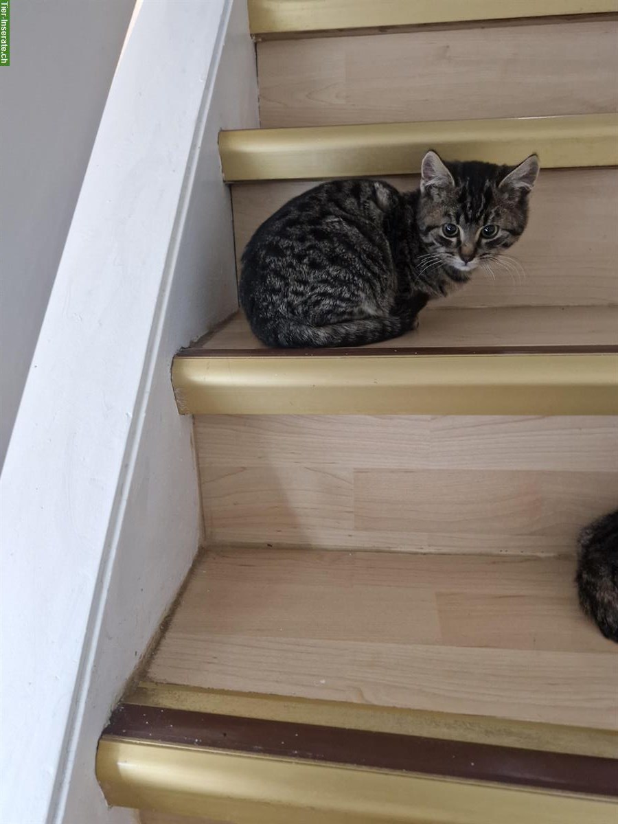 Bild 3: Junge Katzen, Mischlinge zu verkaufen