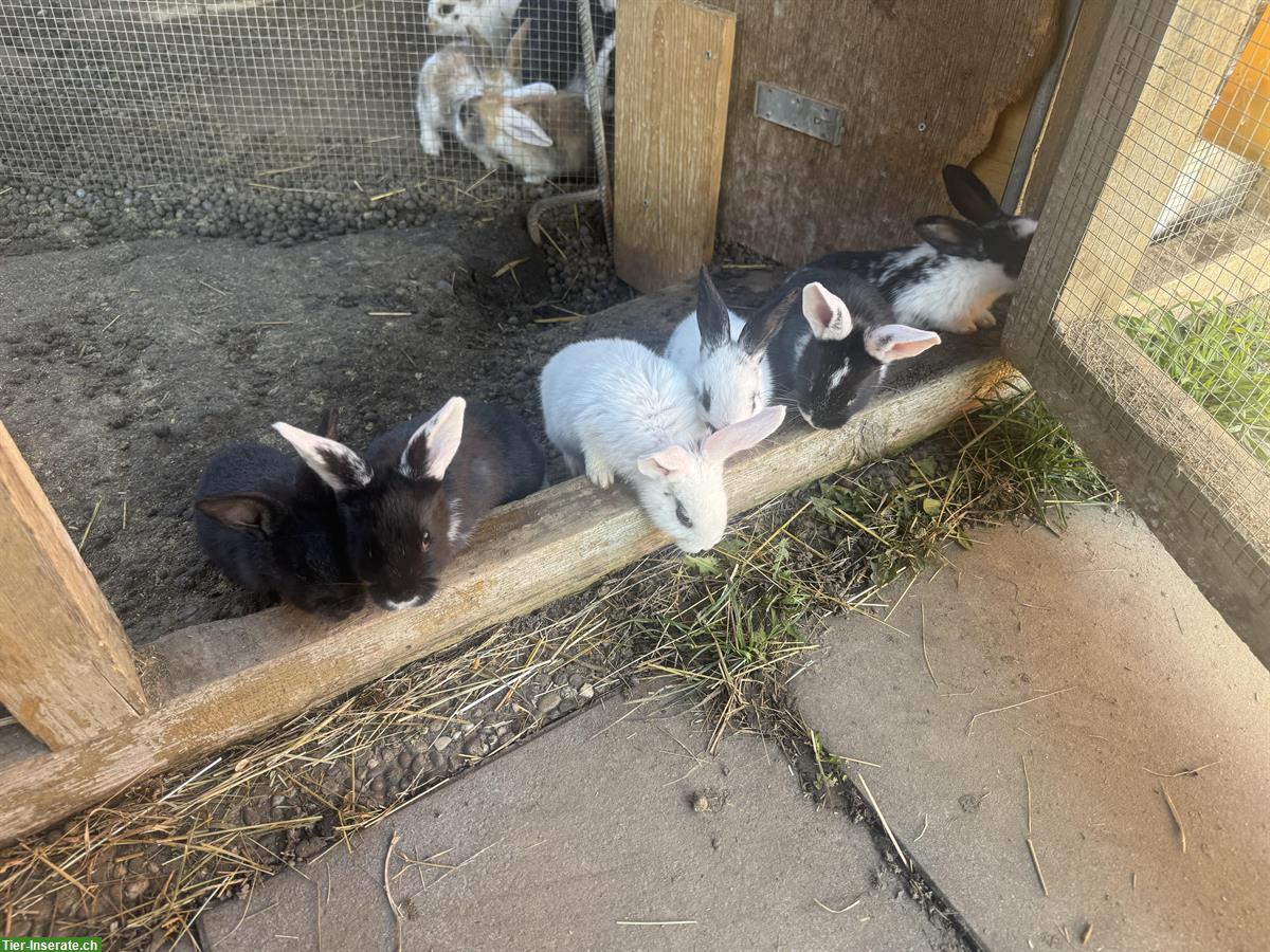 Junge zahme Kaninchen aus verschiedene Rassen