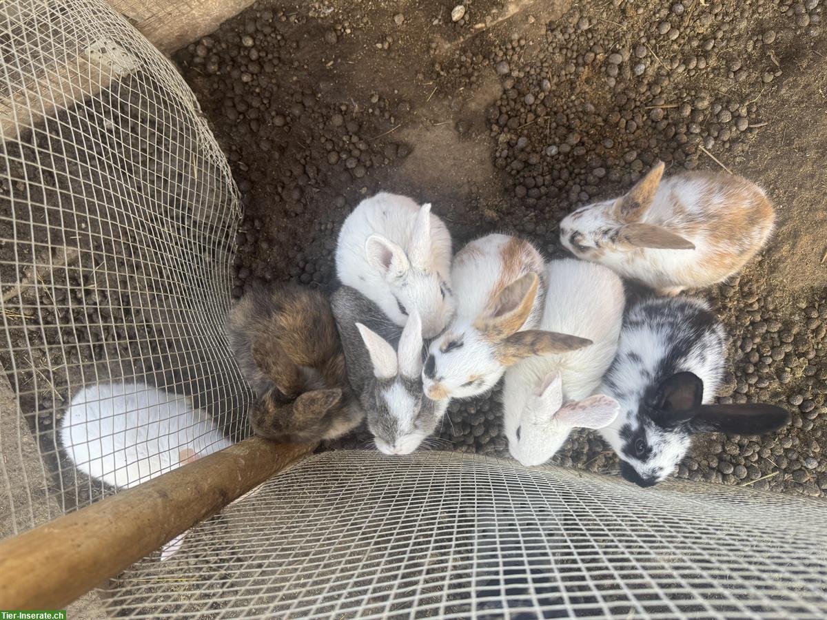 Bild 2: Junge zahme Kaninchen aus verschiedene Rassen