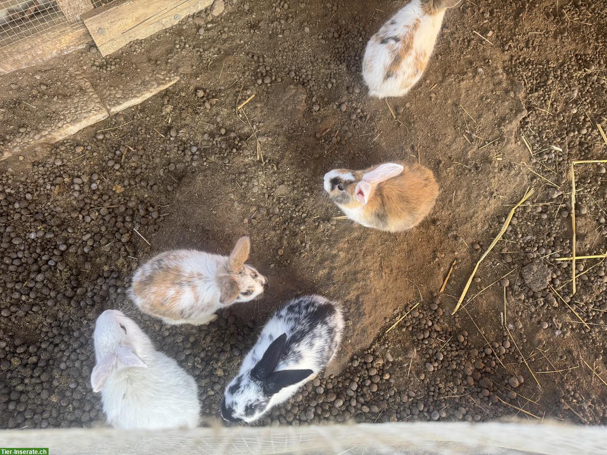 Bild 3: Junge zahme Kaninchen aus verschiedene Rassen