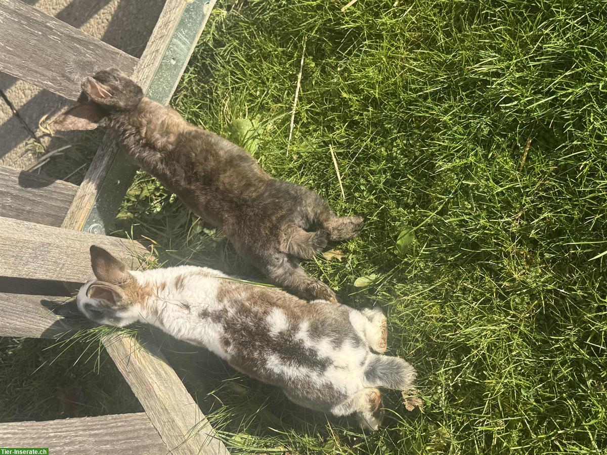 Bild 4: Junge zahme Kaninchen aus verschiedene Rassen