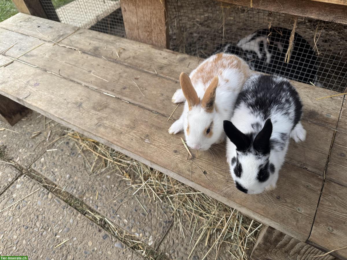 Bild 5: Junge zahme Kaninchen aus verschiedene Rassen