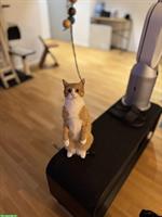 Sanfter, rothaariger Kater, 2-jährig sucht ein Zuhause