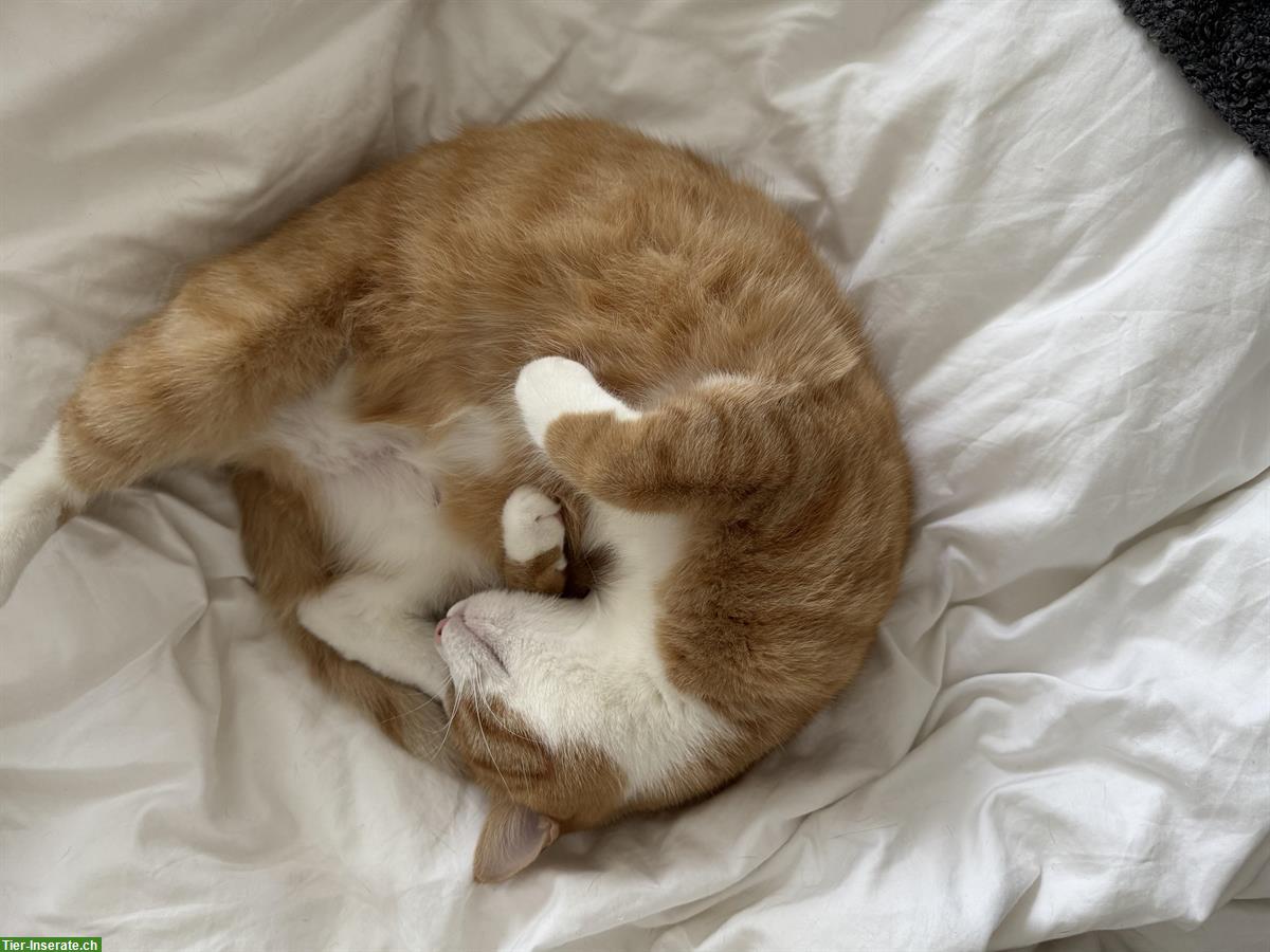 Bild 2: Sanfter, rothaariger Kater, 2-jährig sucht ein Zuhause