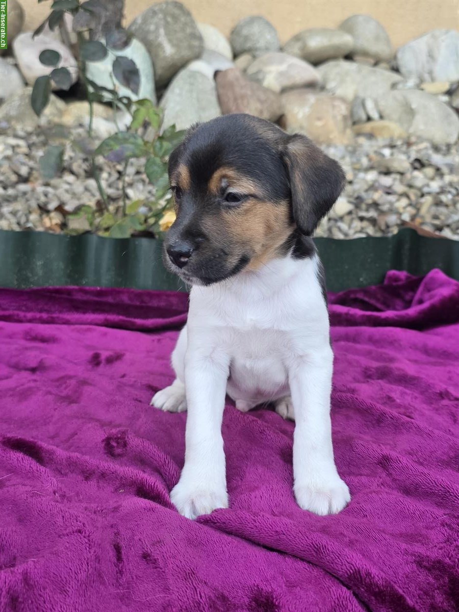 5 Parson Jack Russell Welpen, alle männlich