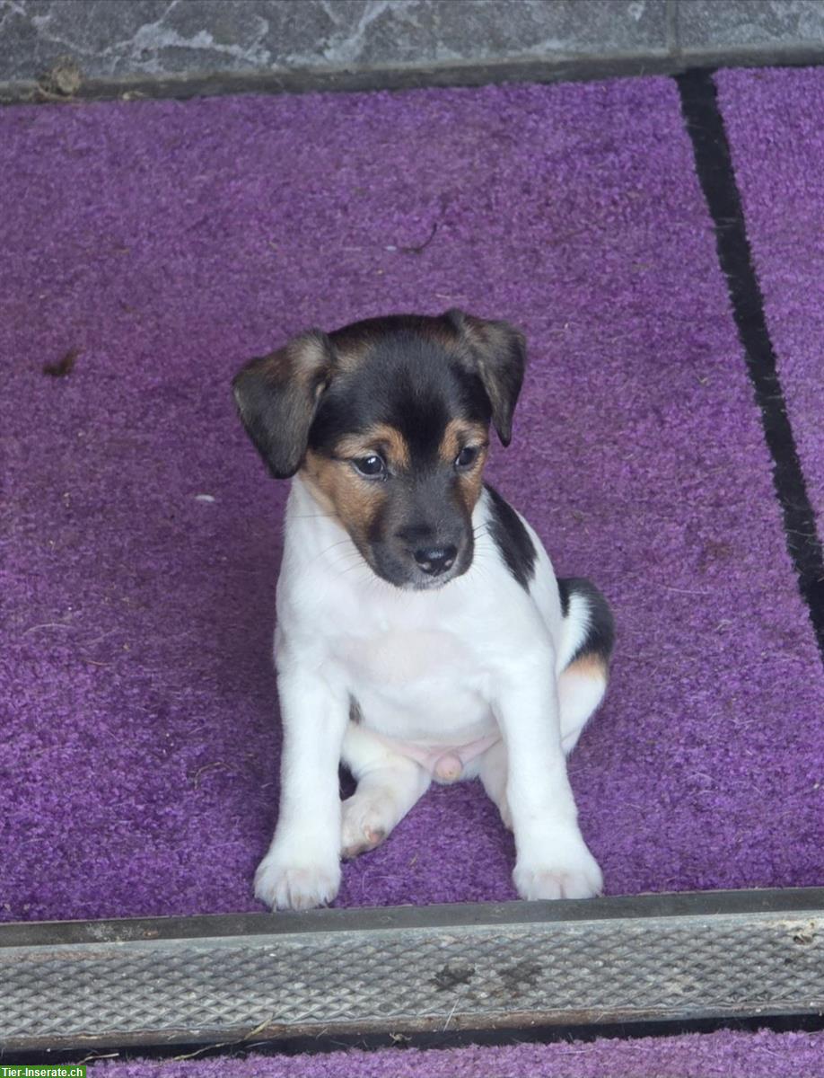 Bild 2: 5 Parson Jack Russell Welpen, alle männlich